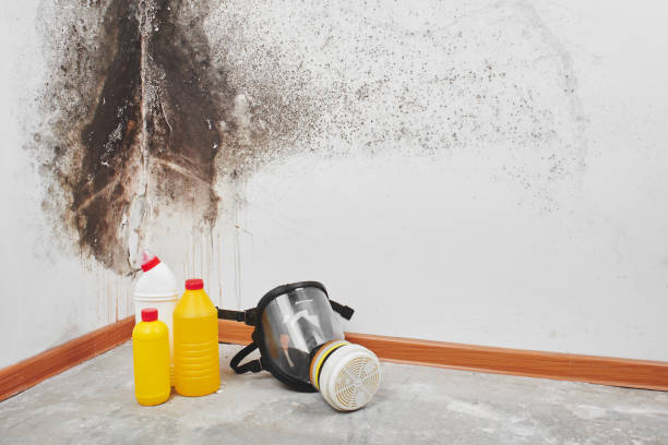 Why You Should Choose Our Mold Remediation Services in Barnum Island, NY